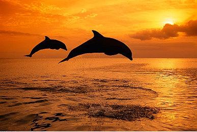 《勇者斗恶龙12》将有《大圣归来》开发商HexaDrive参与制作